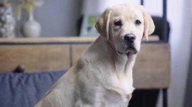 Tatlı Golden Retriever köpeği oturma odasında. 