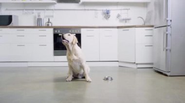 Golden Retriever köpeği köpek mamasıyla birlikte kasenin yanında oturuyor. 
