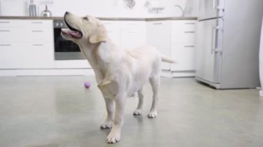 Golden Retriever köpeği mutfakta yerde duruyor. 