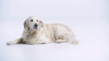 Saf Golden Retriever 'ı kopyalamak için beyaz üzerinde yatıyordu. 