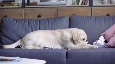 Golden retriever köpek yavrusu kanepede kağıt öğütüyor. 