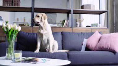 Modern oturma odasında Golden Retriever köpeği 