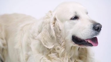 Safkan Golden Retriever, beyazın üzerinde tek başına yatıyor.