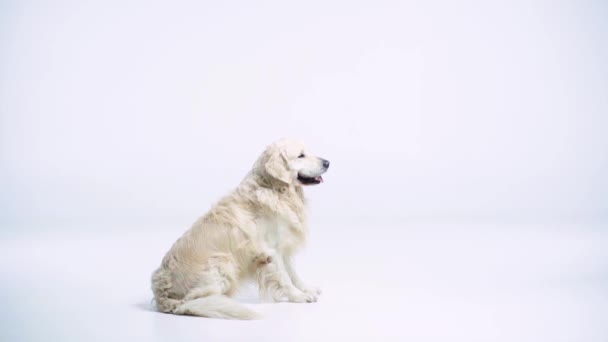 Zeitlupe Von Golden Retriever Fängt Ball Auf Weiß — Stockvideo