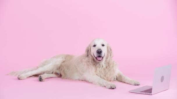 Lindo Golden Retriever Acostado Cerca Del Ordenador Portátil Rosa — Vídeo de stock