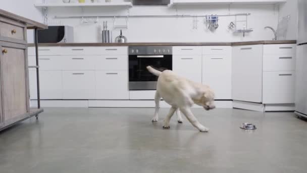 Tatlı Golden Retriever Köpeği Köpek Maması Yiyor — Stok video