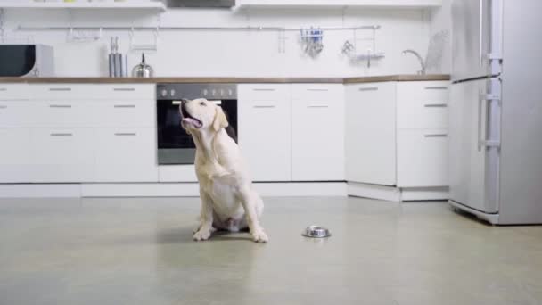 Chiot Golden Retriever Assis Près Bol Avec Nourriture Pour Chien — Video