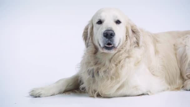 Adorable Golden Retriever Acostado Blanco Con Espacio Copia — Vídeo de stock