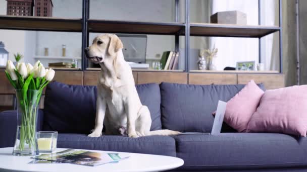 Chiot Golden Retriever Dans Salon Moderne — Video