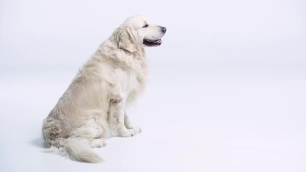 Bonito Golden Retriever Sentado Branco Com Espaço Cópia — Vídeo de Stock