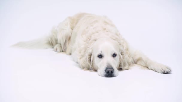 Χαριτωμένος Και Καθαρόαιμος Σκύλος Κοιτάζοντας Κάμερα Και Ξαπλωμένος Λευκό — Αρχείο Βίντεο