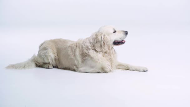 Χαριτωμένος Και Καθαρόαιμος Σκύλος Ξαπλωμένος Στο Λευκό Χώρο Αντίγραφο — Αρχείο Βίντεο