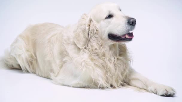 Schattige Rasechte Hond Liggend Wit — Stockvideo