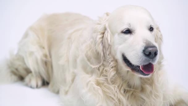 可爱的金毛猎犬 孤零零地躺在白色的床上 — 图库视频影像