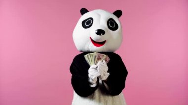 Panda kostümlü bir insan pembe üzerine izole edilmiş para sallıyor. 