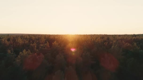 Vue Aérienne Forêt Verte Lumière Soleil — Video