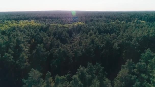 Vista Aérea Del Bosque Verde Horizonte — Vídeo de stock