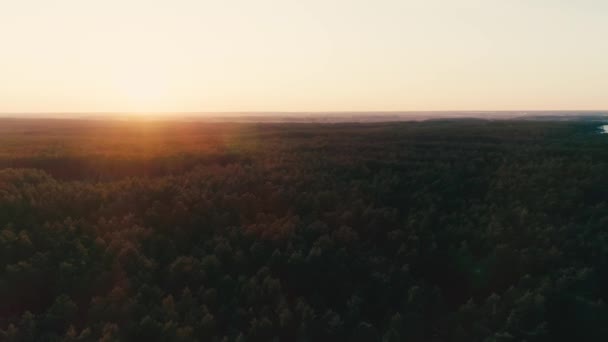 Letecký Pohled Zelený Les Sluneční Světlo Obzoru — Stock video