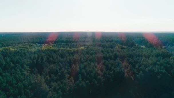 Flygfoto Över Horisonten Grön Skog — Stockvideo