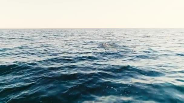 Dolphin Swimming Blue Sea Waves — Stock Video