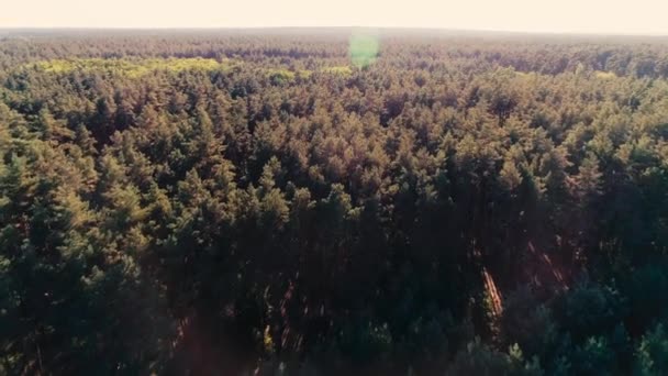Vue Aérienne Forêt Verte Lumière Soleil — Video
