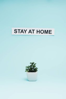 Flowerpot with money plant near card with stay at home lettering on blue clipart