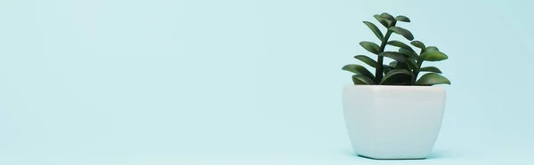 Cultura Horizontal Vaso Branco Com Planta Dinheiro Azul — Fotografia de Stock