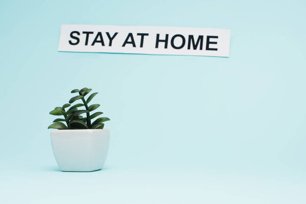 White flowerpot with money plant near card with stay at home lettering on blue background