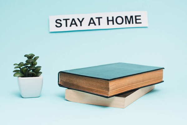 Flowerpot with money plant near card with stay at home lettering and books on blue background