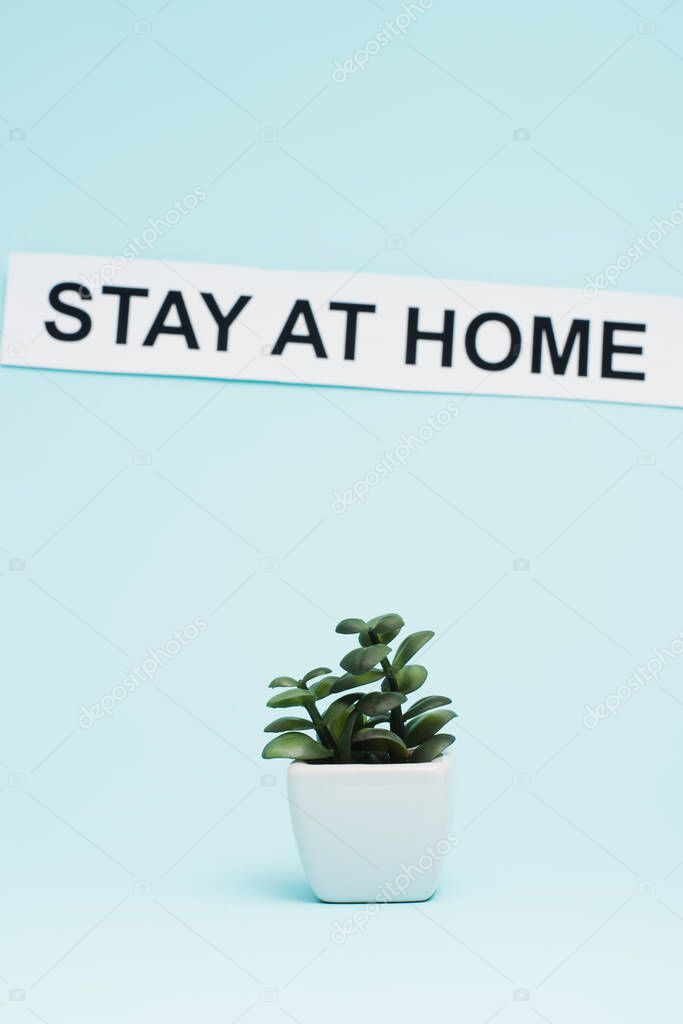 Flowerpot with money plant near card with stay at home lettering on blue background