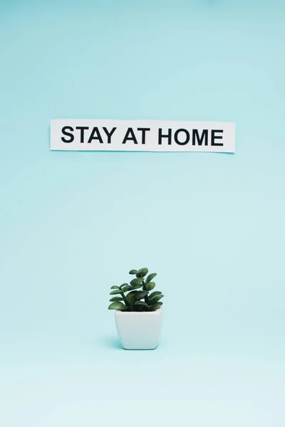 Pot de fleurs avec plante d'argent près de la carte avec lettrage séjour à la maison sur bleu — Photo de stock