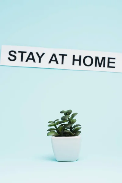 Macetero con planta de dinero cerca de la tarjeta con la estancia en casa letras sobre fondo azul - foto de stock