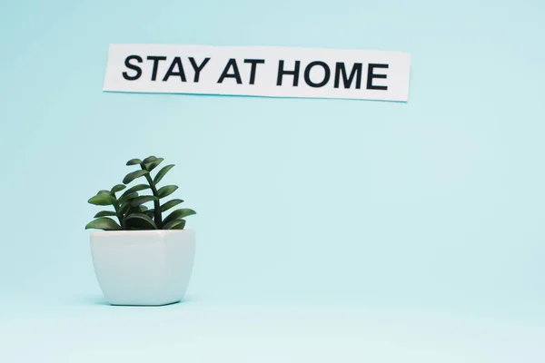 Vaso branco com planta dinheiro perto do cartão com estadia em casa lettering no fundo azul — Fotografia de Stock