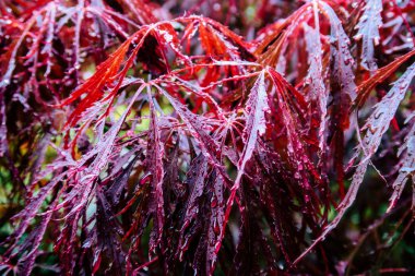 İrlanda 'daki Japon bahçesinde kırmızı ağaç