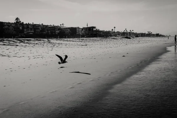 Silhouette of a calm seagull flying along the beach creating a s — Stock Photo, Image