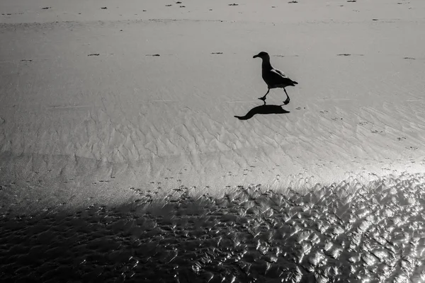 Silhouette of a calm seagull taking a walk along the beach creat — Stock Photo, Image