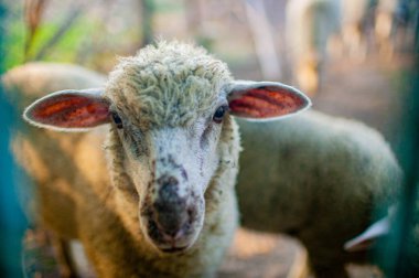 İrlanda 'da küçük bir avluda sürüyle koyun otları yiyor..