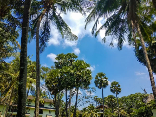 Tropické Palmy Modrou Oblohou Pláži — Stock fotografie
