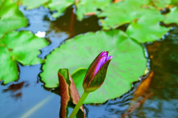 Pink Lotus Kwitnące Tle Wody Liści Bud — Zdjęcie stockowe