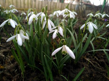 Kar Tanesi Baharı Kulübenin bahçesinde.