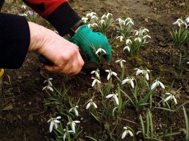Kar Tanesi Baharı Kulübenin bahçesinde.