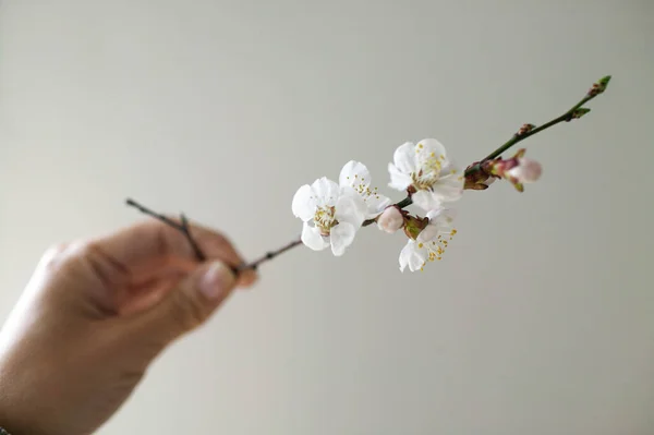 Romantikus Háttér Sárgabarack Virág — Stock Fotó