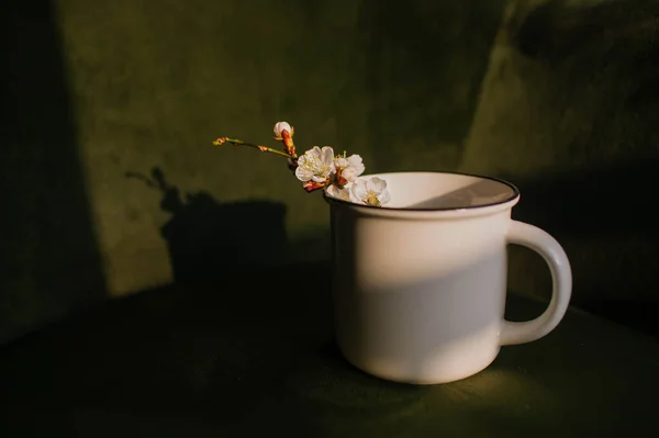 Romantisk Bakgrund Med Aprikos Blomma Gren — Stockfoto