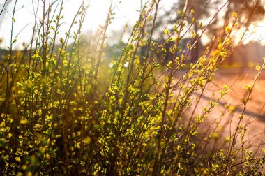 Yaprak Batımı Yazı Gevşeme Arkaplan Yüzük Işığı