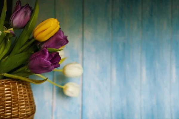 Nahaufnahme Von Frischen Mehrfarbigen Tulpenblume Kopie Raum Auf Blauem Holz — Stockfoto