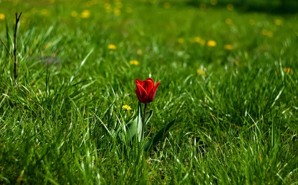 Tulipano Rosso Giardino Estivo Una Giornata Soleggiata Close Sfondo Naturale — Foto Stock