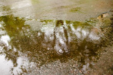 Yaz yağmuru. Yağan Yağmur. Yağmur damlaları. Asfaltta köpüklü su birikintileri.
