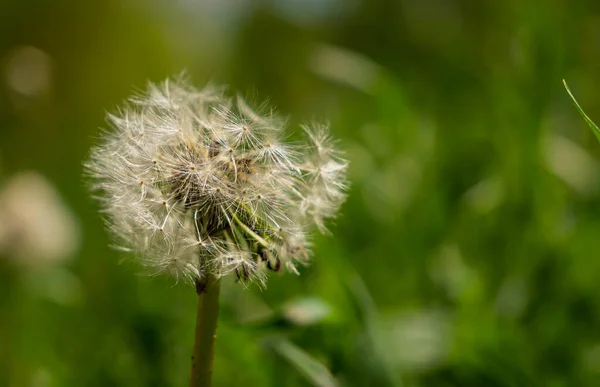 White Fluffy Dandelion Faded Dandelions Fluffy White Seeds Green Meadow — Stock Photo, Image