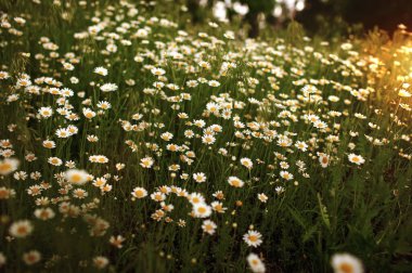 Günbatımında Yeşil Arazide Beyaz Vahşi Papatyalar.