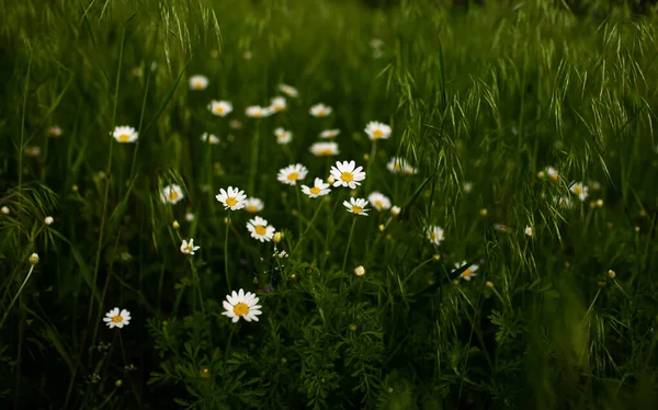 Bílé Divoké Sedmikrásky Létě Zelené Pole Při Západu Slunce — Stock fotografie